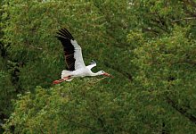 Storch - Daniel Karmann/dpa