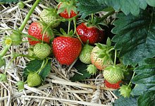 Erdbeerfeld - Pixabay