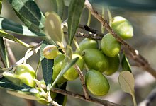 Oliven an einem Olivenbaum - Andreas Drouve/dpa-tmn