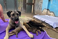 H&uuml;ndin Mira mit Nachwuchs - -/Frankenthaler Tierschutzverein/dpa