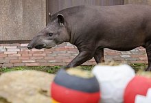 Euro 2024: Orakel Tapir Theo tippt EM-Spiel Spanien - Deutschland - Christoph Reichwein/dpa
