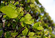 Gestutzte Hecke - Foto: Andrea Warnecke/dpa-tmn