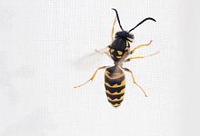 Wespe - Foto: Julian Stratenschulte