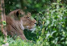 L&ouml;we - Jan Woitas/dpa