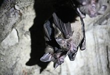 Fledermäuse in der Hängeposition - Philipp Brandtstädter/dpa