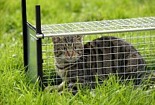 Gefangen - Carsten Rehder/dpa