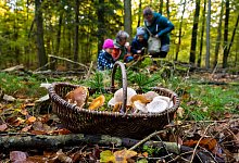 Familie sammelt gemeinsam Pilze in einem Wald - Benjamin Nolte/dpa-tmn