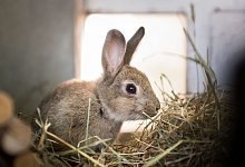 Elternfrage: Wann ist mein Kind alt genug f&uuml;r ein Zwergkaninchen? - Alexander Heinl/dpa-tmn