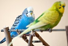 Wellensittiche - Foto: Andrea Warnecke/dpa-tmn