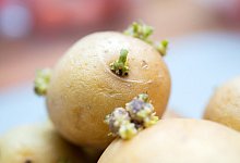 Gekeimte Kartoffeln - Foto: Andrea Warnecke/dpa-tmn