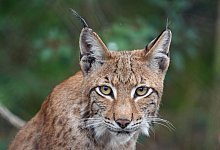 Luchs - Soeren Stache/dpa/Archivbild.