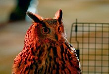 Uhu - Edmund Berry/EspressoBird/dpa