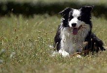 Hund auf einer Wiese - Foto: Maurizio Gambarini