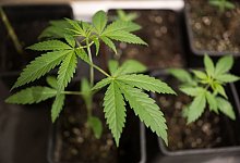 Cannabis-Anbau: Wie geht das und wie viel ist erlaubt? - Sebastian Gollnow/dpa