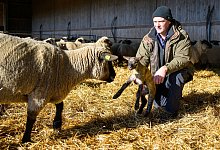 Lammzeit in der Heide - Philipp Schulze/dpa