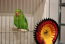 Einer der Gewinner: Der Deutsche Meister unter den wildfarbenen Unzertrennlichen. - Alexandra Schaller