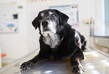 Sprechstunde f&uuml;r demente Hunde - Julian Stratenschulte/dpa