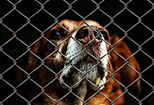 Aktuell m&uuml;ssen H&ouml;xteraner bis nach Detmold fahren, um Fundtiere aus dem Tierheim abzuholen. - Symbolbild: Pixabay