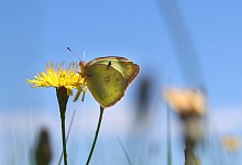 Schmetterling - Karl-Josef Hildenbrand/dpa