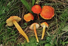 Der Feuerschuppige Saftling - Alexander Karich/dpa