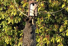 sa_katzen - 1 - Thomas Reineke