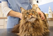 Mit der Katze beim Tierarzt - Foto: Kai Remmers/dpa-tmn