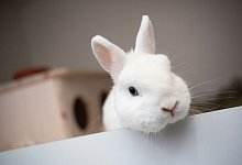 Ein Kaninchen guckt aus seinem Gehege heraus - Paul Zinken/dpa