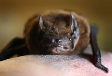 Fledermaus - Karl-Josef Hildenbrand/dpa/dpa-tmn