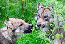 W&ouml;lfe - Julian Stratenschulte/dpa