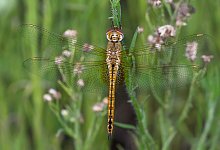 Wanderlibelle - Foto: Michael Post/Bund f&uuml;r Umwelt und Naturschutz Deutschland e.V./dpa