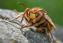 Hornisse - Patrick Pleul/dpa-Zentralbild/dpa