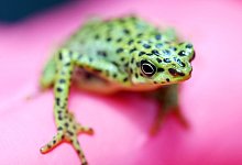 Rio-Pescado-Stummelfu&szlig;kr&ouml;te - Uli Deck/dpa