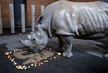 &Auml;ltestes Nashorn Deutschlands - Foto: Bernd Thissen/dpa