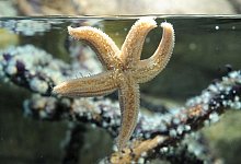 Seestern - Foto: Jens Kalaene/dpa-Zentralbild/dpa-tmn