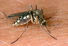 West-Nil-Virus in Italien - Andreas Lander/dpa-Zentralbild/dpa