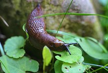 Eine Nacktschnecke kriecht durch den Garten - Karl-Josef Hildenbrand/dpa-tmn