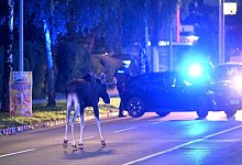 Elch "Emil" in Österreich - Helmut Fohringer/APA/dpa