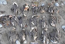 Massensterben von Seev&ouml;geln - Foto: COASST