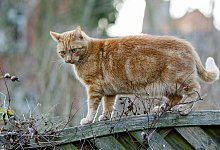 Katze auf Tour - Foto: Markus Scholz