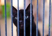 Katze - Foto: Oliver Dietze/dpa