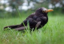 Amsel - Foto: Martin Gerten
