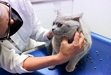 Eine Tierärztin untersuchet eine Katze - Karolin Krämer/dpa-tmn