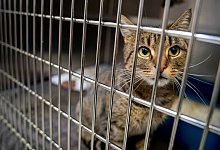 Eine Katze in einem K&auml;fig im Tierheim - Foto: Kay Nietfeld/dpa/Symbolbild/Archiv