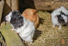 Vogelpark Heiligenkirchen - T.Kerber
