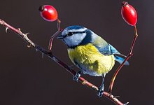 Ausschau nach Meise und Co. - Foto: Patrick Pleul/dpa-Zentralbild/dpa-tmn