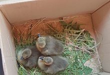 Mutter tot: Stra&szlig;enw&auml;rter retten G&auml;nsewaisen - Luca Hesse/Autobahn GmbH des Bundes, Niederlassung Westfalen/dpa