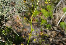 Neue fleischfressende Pflanzen - Andreas Fleischmann/SNSB-BSM/dpa