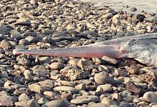 Schwertst&ouml;rs - Foto: Qiwei Wei/Yangtze River Fisheries Research Institute/dpa