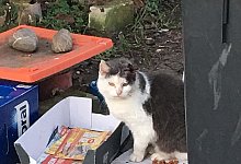 Katze - --/privat/dpa