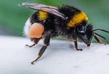 Hummel auf Nahrungssuche - Foto: Patrick Pleul/dpa
